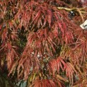 Acer palmatum 'Garnet' - 2