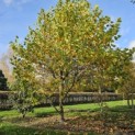 Platanus hispanica - Foto 1