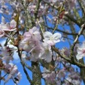 Prunus 'Sunset Boulevard' - Foto 1