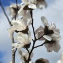 Magnolia Loebneri 'Merrill' - Foto 1