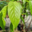 Prunus serrula - blad