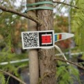Taxodium distichum 'Shawnee Brave' - Foto 1