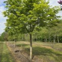 Acer palmatum - Foto 4