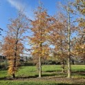 Fagus sylvatica 'Atropunicea' - 2