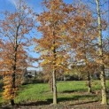 Fagus sylvatica 'Atropunicea' - 1