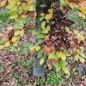 Fagus sylvatica - 2
