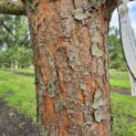 Pinus sylvestris - 5