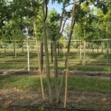 Quercus Palustris - 1
