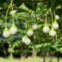 Styrax japonicus - vruchten nazomer impressie