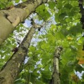 Platanus x Hispanica - 2024