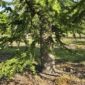 Cedrus libani - 1