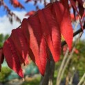Rhus typhina - Foto 2