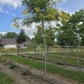 Gleditsia triacanthos ‘Sunburst' - Foto 1