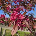 Malus 'Profusion' - 1