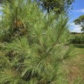 Pinus nigra 'Nigra' - 2