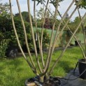 Rhus typhina - Foto 2