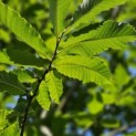 Castanea Sativa - 3