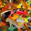 Amelanchier lamarckii - Foto 1