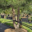 Pinus nigra 'Nigra' - Foto 4
