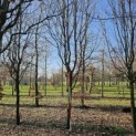 Carpinus betulus 'Frans Fontaine'   (Fastigiata) - 2