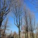 Carpinus betulus 'Frans Fontaine'   (Fastigiata) - 3