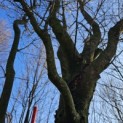Carpinus betulus 'Frans Fontaine'   (Fastigiata) - 1