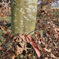 Fagus sylvatica 'Atropunicea' - 1