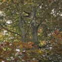 Fagus sylvatica 'Atropunicea' - 2