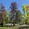 Fagus sylvatica 'Atropunicea' - 1