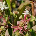 Heptacodium miconioides - Foto 2