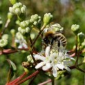 Heptacodium miconioides - Foto 3