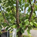 Prunus avium 'Sunburst' - augustus 2024 vak i