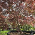 Acer palmatum 'Atrolineare' - 5