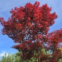 Acer palmatum 'Bloodgood' - 7