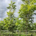 Carya illinoinensis 'Pawnee' - 2