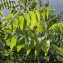 Carya illinoinensis 'Pawnee' - 1