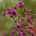 Lagerstroemia indica 'Benoit' - Foto 2