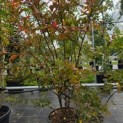Lagerstroemia indica 'Benoit' - Foto 1