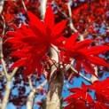 Acer palmatum 'Fireglow' - Afbeelding 1