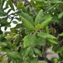 Quercus Suber - Foto 1