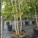 betula pendula - Foto 1