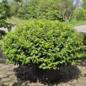 Prunus Lusitanica - Foto 1
