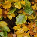 Fagus sylvatica - impressie herfstverkleuring
