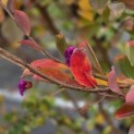Lagerstroemia indica 'Benoit' - Foto 3