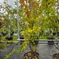 Lagerstroemia indica 'Benoit' - Foto 2