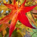 Liquidambar styraciflua - 6