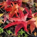 Liquidambar styraciflua - Cultivar Stared