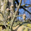 Cornus mas - 3