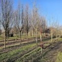 Cornus mas - 2