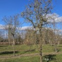 Corylus avellana 'Contorta' - 3